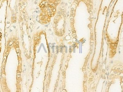 BCL2L13 Antibody - DF6248 at 1/100 staining human normal kidney tissue by IHC-P.
