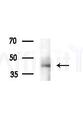 CYR61/CCN1 Antibody - Western blot analysis of extracts from Mouse brain, using CYR61/CCN1 Antibody at 1/1000 dilution.