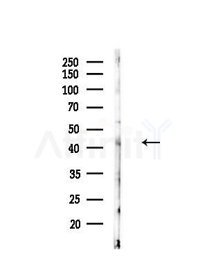 CYR61/CCN1 Antibody - Western blot analysis of lysates from Mouse brain, using CYR61/CCN1 Antibody at 1/1000 dilution.