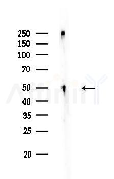 ATG4C Antibody - Western blot analysis of lysates from HUVEC cells, using ATG4C Antibody at 1/1000 dilution.