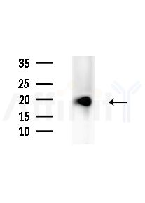 PHPT1 Antibody - Western blot analysis of extracts from B16F10-LUC cells(starvation,24h treatment), using PHPT1 Antibody at 1/1000 dilution.