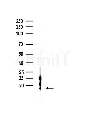 PHPT1 Antibody - Western blot analysis of lysates from B16F10-LUC cells(starvation,24h treatment), using PHPT1 Antibody at 1/1000 dilution.