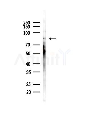 MAD1L1 Antibody - Western blot analysis of lysates from COLO205 cells(heat-shock,45min treatment), using MAD1L1 Antibody at 1/1000 dilution.