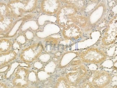 TICAM1 Antibody - DF6289 at 1/100 staining human normal kidney tissue by IHC-P.