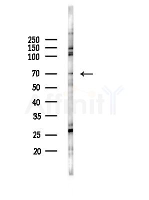 NCF2 Antibody - Western blot analysis of lysates from RAW264.