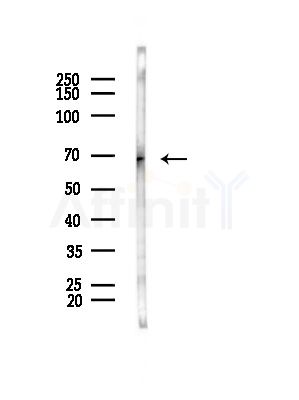 NCF2 Antibody - Western blot analysis of lysates from Mouse testis, using NCF2 Antibody at 1/1000 dilution.