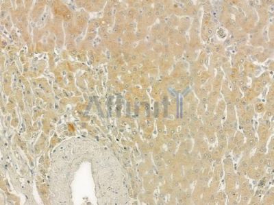 MMP1 Antibody - DF6325 at 1/100 staining human normal liver tissue by IHC-P.