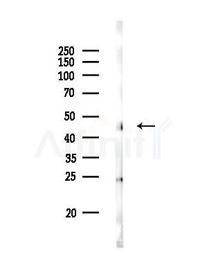 BHMT Antibody - Western blot analysis of lysates from Rat liver, using BHMT Antibody at 1/1000 dilution.