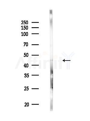 BHMT Antibody - Western blot analysis of lysates from Mouse testis, using BHMT Antibody at 1/1000 dilution.