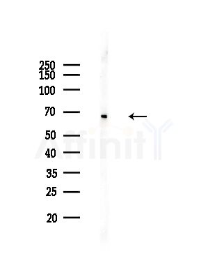 STIP1 Antibody - Western blot analysis of lysates from RAW264.