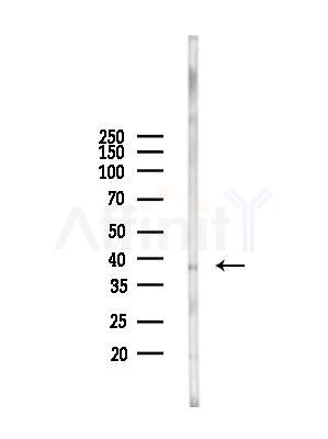 APOH Antibody - Western blot analysis of lysates from Rat lung, using APOH Antibody at 1/1000 dilution.