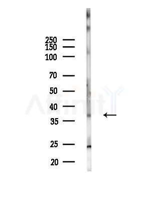 APOH Antibody - Western blot analysis of lysates from HUVEC cells(LPC4h treatment), using APOH Antibody at 1/1000 dilution.