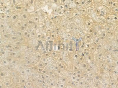 SELENBP1 Antibody - DF6354 at 1/100 staining human normal liver tissue by IHC-P.