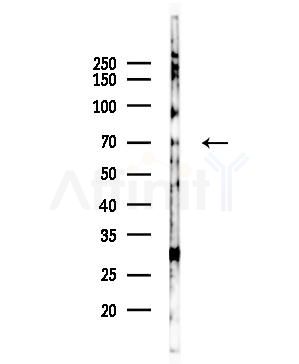 ARHGAP25 Antibody - Western blot analysis of lysates from RAW264.