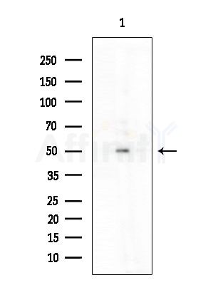 CDC20 Antibody - Western blot analysis of extracts from COLO205 cells, using CDC20 Antibody at 1/1000 dilution.