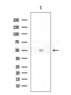CDC20 Antibody - Western blot analysis of extracts from HUVEC cells, using CDC20 Antibody at 1/1000 dilution.