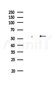 CDC20 Antibody - Western blot analysis of lysates from HUVEC cells, using CDC20 Antibody at 1/1000 dilution.