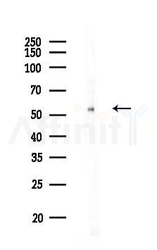 CDC20 Antibody - Western blot analysis of lysates from COLO205 cells, using CDC20 Antibody at 1/1000 dilution.