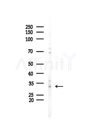 PRSS1 Antibody - Western blot analysis of lysates from Mouse testis, using PRSS1 Antibody at 1/1000 dilution.