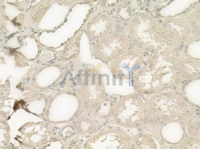 Factor VIII Antibody - DF6397 at 1/100 staining human normal kidney tissue by IHC-P.