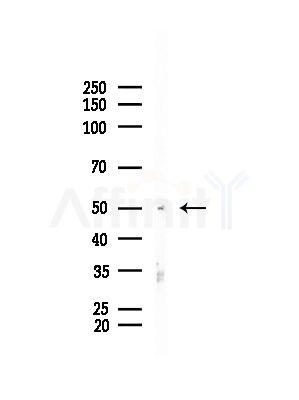 CYP1B1 Antibody - Western blot analysis of lysates from Mouse testis, using CYP1B1 Antibody at 1/1000 dilution.