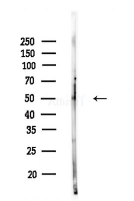 RBBP4 Antibody - Western blot analysis of lysates from Rat brain, using RBBP4 Antibody at 1/1000 dilution.