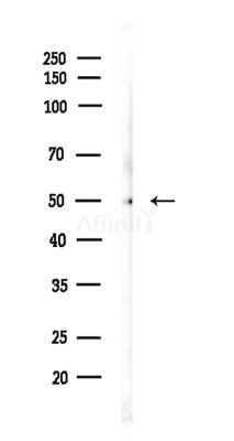 RBBP4 Antibody - Western blot analysis of lysates from Mouse testis, using RBBP4 Antibody at 1/1000 dilution.