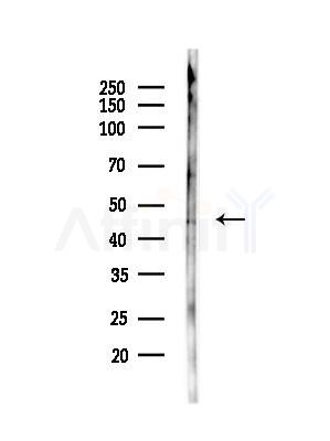 PSMC5 Antibody - Western blot analysis of lysates from Hela cells(LPS,4h treatment), using PSMC5 Antibody at 1/1000 dilution.