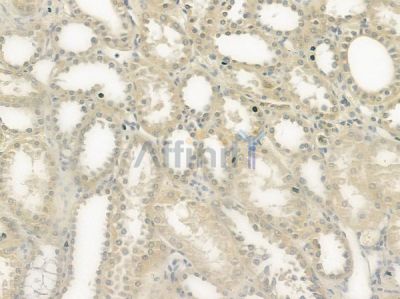 BMP4 Antibody - DF6461 at 1/100 staining human normal kidney tissue by IHC-P.
