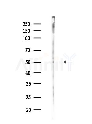 NR1I2 Antibody - Western blot analysis of lysates from HUVEC cells(starvation,24h treatment), using NR1I2 Antibody at 1/1000 dilution.