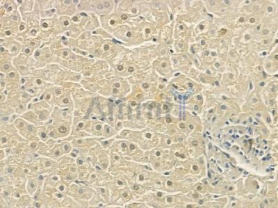 NR1I2 Antibody - DF6478 at 1/100 staining human normal liver tissue by IHC-P.