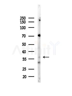 ELAVL1 Antibody - Western blot analysis of lysates from Hela cells(heat-shock,45min treatment), using ELAVL1 Antibody at 1/1000 dilution.