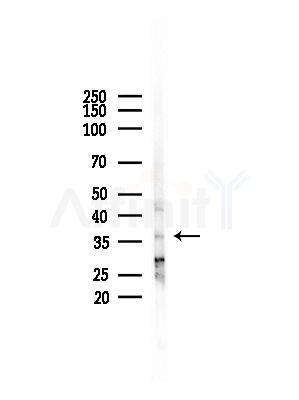 ELAVL1 Antibody - Western blot analysis of lysates from Rat brain, using ELAVL1 Antibody at 1/1000 dilution.
