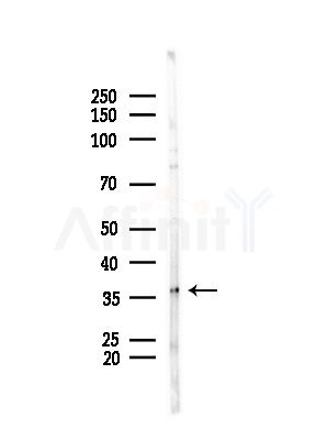 ELAVL1 Antibody - Western blot analysis of lysates from Mouse testis, using ELAVL1 Antibody at 1/1000 dilution.