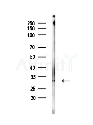 HLA-DRB3 Antibody - Western blot analysis of lysates from Mouse testis, using HLA-DRB3 Antibody at 1/1000 dilution.