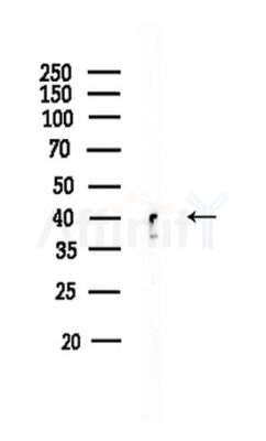 CSNK2A2 Antibody - Western blot analysis of lysates from HUVEC cells, using CSNK2A2 Antibody at 1/1000 dilution.
