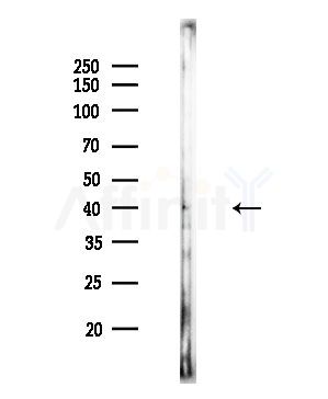SELL Antibody - Western blot analysis of lysates from Mouse lung, using SELL Antibody at 1/1000 dilution.