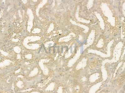 TFPI Antibody - DF6511 at 1/100 staining human normal kidney tissue by IHC-P.