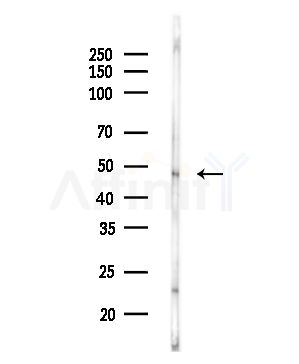 OLR1 Antibody - Western blot analysis of lysates from Rat liver, using OLR1 Antibody at 1/1000 dilution.