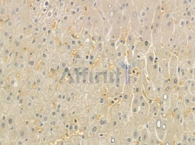 Cathelicidin Antibody - DF6523 at 1/100 staining human normal liver tissue by IHC-P.