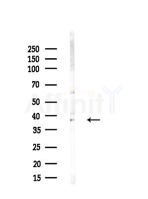 PON2 Antibody - Western blot analysis of lysates from HUVEC cells(starvation,24h treatment), using PON2 Antibody at 1/1000 dilution.