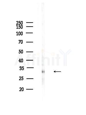 SFRS1 Antibody - Western blot analysis of lysates from Rat brain, using SFRS1 Antibody at 1/1000 dilution.