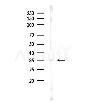 Myelin Basic Protein/MBP Antibody - Western blot analysis of lysates from Mouse testis, using Myelin Basic Protein/MBP Antibody at 1/1000 dilution.