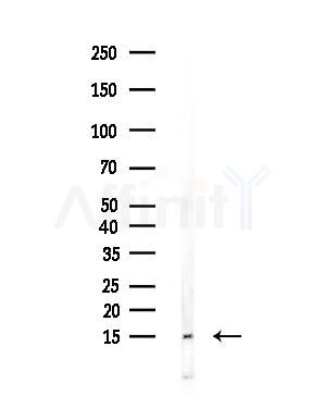 Substance P Antibody - Western blot analysis of lysates from Mouse testis, using Substance P Antibody at 1/1000 dilution.