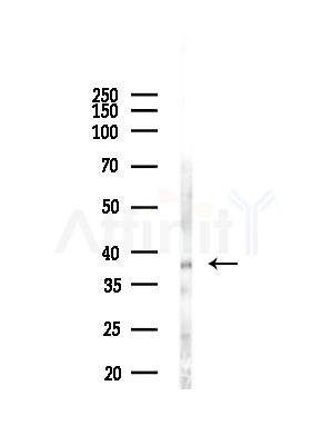 XRCC4 Antibody - Western blot analysis of lysates from RAW264.