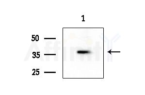 CDK7 Antibody - Western blot analysis of extracts from Rat liver, using CDK7 Antibody at 1/1000 dilution.