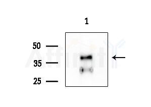 CDK7 Antibody - Western blot analysis of extracts from HUVEC cells, using CDK7 Antibody at 1/1000 dilution.