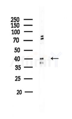 CDK7 Antibody - Western blot analysis of lysates from HUVEC cells, using CDK7 Antibody at 1/1000 dilution.