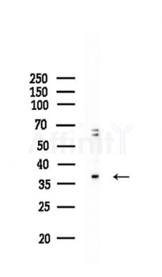 CDK7 Antibody - Western blot analysis of lysates from Rat liver, using CDK7 Antibody at 1/1000 dilution.