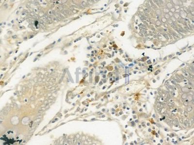 CD66/CEACAM1 Antibody - DF6564 at 1/100 staining human normal colon tissue by IHC-P.
